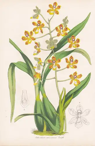 Solenidium Racemosum - Central America Orchid Orchidee flowers Blume Blumen botanical Botanik Botany