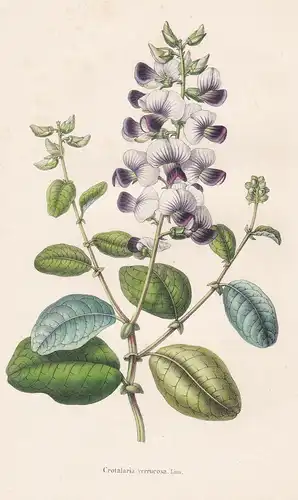 Crotalaria verrucosa - East Indies flower flowers Blumen botanical Botanik Botany