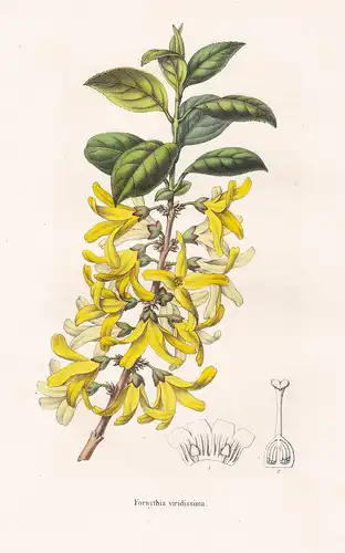 Forsythia viridissima - China flower Blume Blumen botanical Botanik Botany