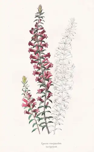 Epacris campanulata - Australasia flower flowers Blumen botanical Botanik Botany