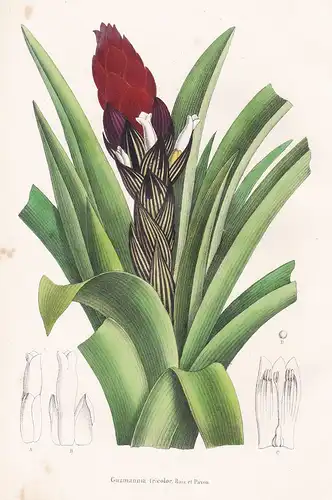 Guzmannia tricolor - Peru Jamaica Blumen botanical Botanik Botany