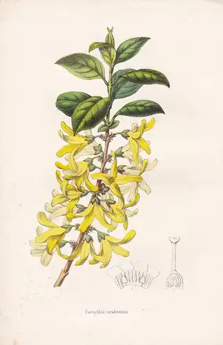 Forsythia viridissima - China flower Blume Blumen botanical Botanik Botany