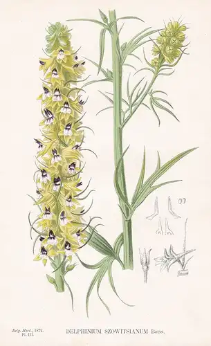 Delphinium Szowitsianum - Armenia Rittersporne flower Blume Blumen botanical Botanik Botany