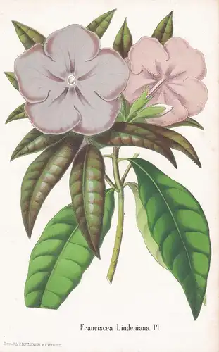 Franciscea Lindeniana - Peru flower Blume Blumen botanical Botanik Botany
