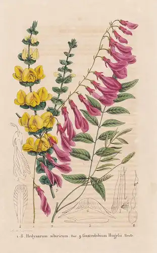 Hedysarum sibiricum, Gastrolobium Hugelii - China flower Blume Blumen botanical Botanik Botany