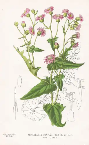 Mocharia Pinnatifida - Chile flower Blume Blumen botanical Botanik Botany
