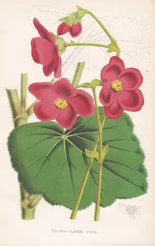 Begonia Clarkei - flower Blume Blumen botanical Botanik Botany