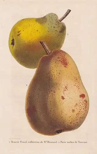 Beurre Fenzl, Poire melon de Tournai - Birne pear flower Blume Blumen botanical Botanik Botany