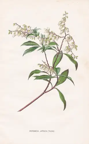 Andromeda Japonica - Japan flower Blume Blumen botanical Botanik Botany