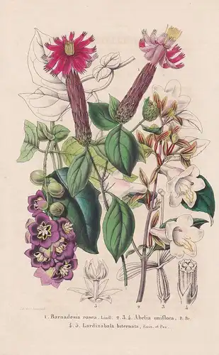 Barnadesia rosea, Alelia uniflora, Lardizabala biternata - South America Amerika flower Blume Blumen botanical