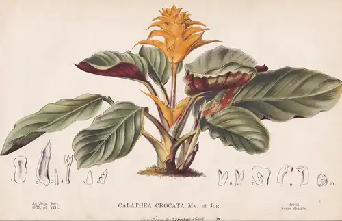 Calathea Crocata - Brazil Brasil Brasilien flower Blume Blumen botanical Botanik Botany