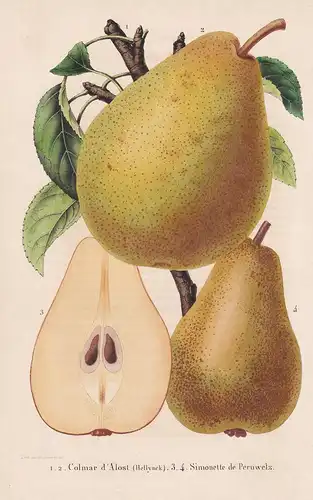 Colmar d'Alost, Simonette de Peruwelz - pear Birne flower Blume Blumen botanical Botanik Botany