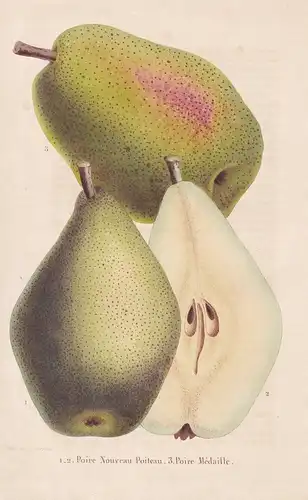 Poire Nouveau Poiteau, Poire Medaille - Birne pear flower Blume Blumen botanical Botanik Botany