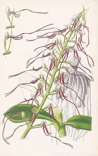 Aceras Hircina - Orchid Orchidee flower Blume Blumen botanical Botanik Botany