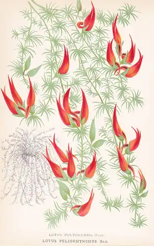 Lotus Polyorensis.Hort. Lotus Peliorhynchus Bak.  - Canary islandes flower Blume Blumen botanical Botanik Bota