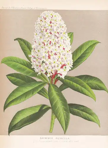 Skimmia Rubella  - Himalaya flower Blume Blumen botanical Botanik Botany