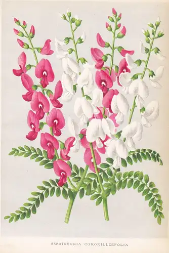 Swainsonia Coronilloefolia  - Australia flower Blume Blumen botanical Botanik Botany