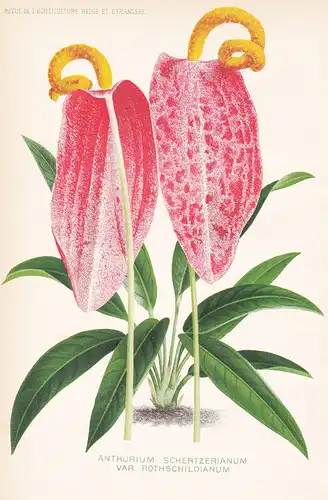 Anthurium Schertzerianum Var. Rothschildianum  - Columbia flower Blume Blumen botanical Botanik Botany