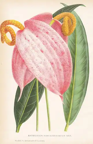 Anthurium Schertzerianum  - Mexico Argentina flower Blume Blumen botanical Botanik Botany