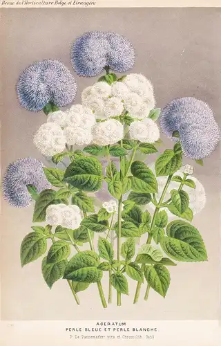 Ageratum Perle Bleue Et Perle Blanche  - Central America Guatemala Belize flower Blume Blumen botanical Botani