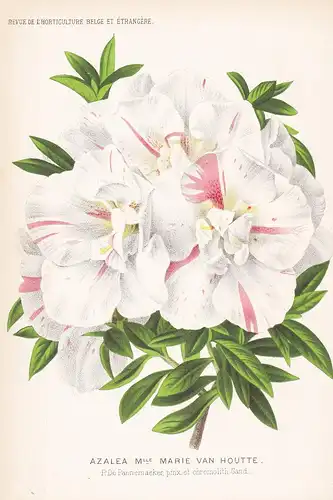 Azalea Melle Marie Van Houtte  - flower Blume Blumen botanical Botanik Botany