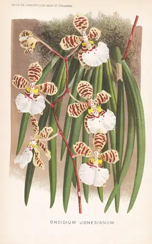 Oncidium Jonesianum  - Peru Orchid Orchidee flower Blume Blumen botanical Botanik Botany