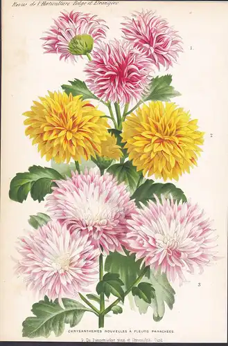 Chrysanthemes Nouvelles A Fleurs Panachees  - China Japan flower Blume Blumen botanical Botanik Botany