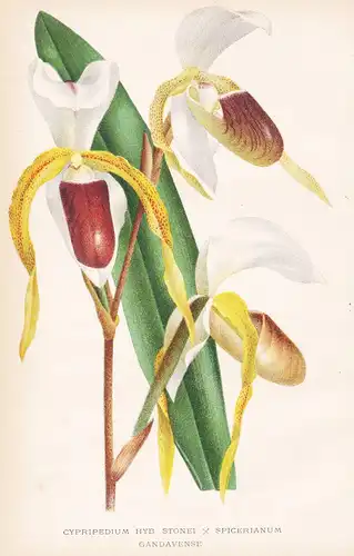 Cypripedium HYB Stonei Spicerianum Gandavense  - flower Blume Blumen botanical Botanik Botany
