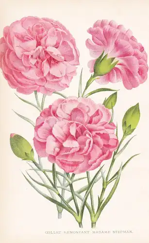 Ceillet Remontant Madame Stepman  - Dianthus flower Blume Blumen botanical Botanik Botany