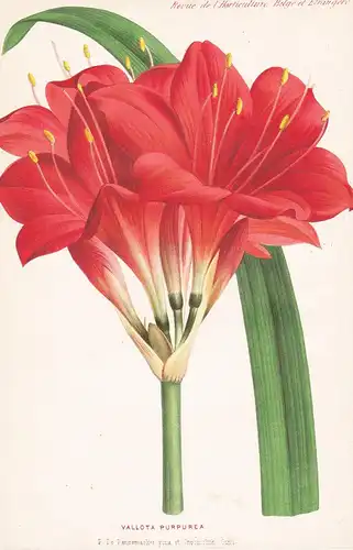Vallota Purpurea  - South Africa flower Blume Blumen botanical Botanik Botany