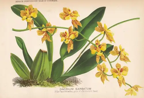 Oncidium Barbatum - Brazil Barasil Brasilien Orchid Orchidee flower Blume Blumen botanical Botanik Botany