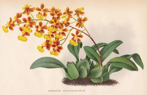 Oncidium Harrisonianum - America Orchid Orchidee flower Blume Blumen botanical Botanik Botany