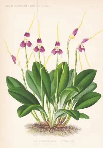 Masdevallia Estradae  - South America Orchid Orchidee flower Blume Blumen botanical Botanik Botany