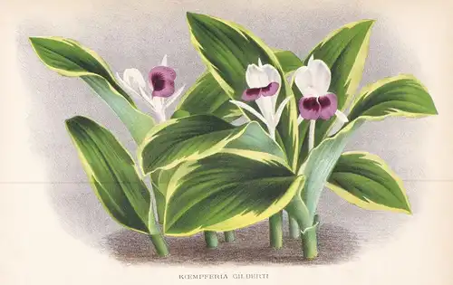 Koempferia Gilberti -  Myanmar flower Blume Blumen botanical Botanik Botany