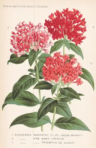 1.Bouvardia Hogarthi FL_PL Jacob_Makoy - America flower Blume Blumen botanical Botanik Botany