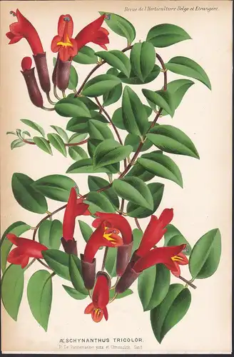 Aeschynanthus Tricolor -  East Indies Sunola Islands flower Blume Blumen botanical Botanik Botany