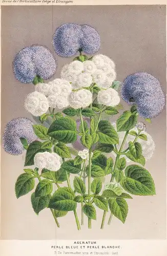 Ageratum Perle Bleue Et Perle Blanche -  Central America Mexico flower Blume Blumen botanical Botanik Botany