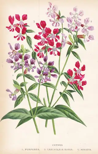 Cuphea 1.Purpurea 2.Lanceolata Rosea 3.Miniata  - Mexico flower Blume Blumen botanical Botanik Botany