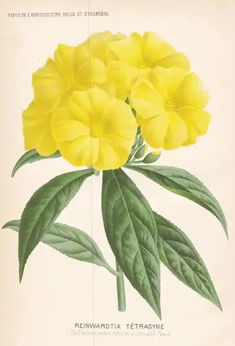 Reinwardtia Tetragyne  - India flower Blume Blumen botanical Botanik Botany