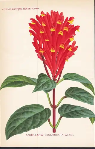 Scutellaria Costaricana. Wendl.  - Central America flower Blume Blumen botanical Botanik Botany