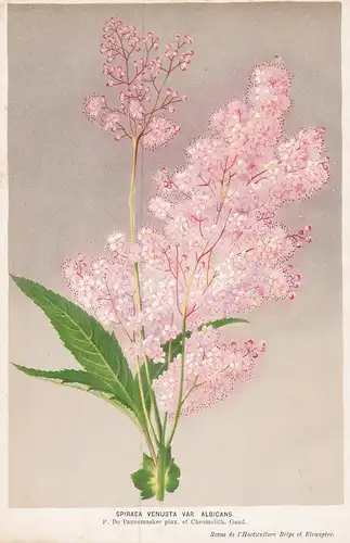 Spiraea Venusta Var. Albicans - flower Blume Blumen botanical Botanik Botany