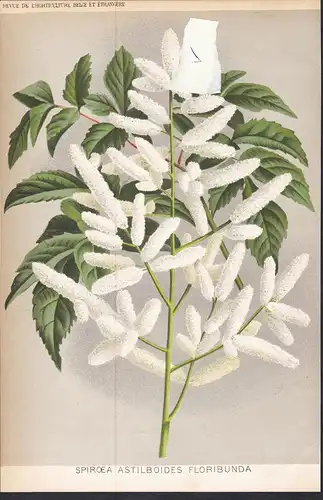 Spiroea Astilboides Floribunda -  Japan flower Blume Blumen botanical Botanik Botany