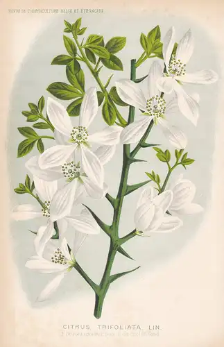 Citrus Trifoliata - Japan flower Blume Blumen botanical Botanik Botany