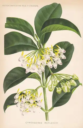 Cytoceras Reflexum - Java Island flower Blume Blumen botanical Botanik Botany