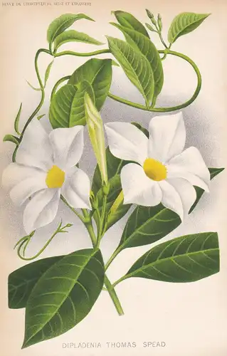 Dipladenia Thomas Spead - England flower Blume Blumen botanical Botanik Botany