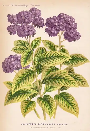 Heliotrope Dore Albert Delaux - flower Blume Blumen botanical Botanik Botany