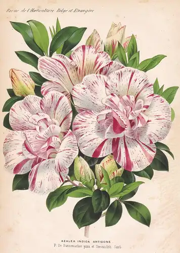 Azalea Indica Antigone - India flower Blume Blumen botanical Botanik Botany