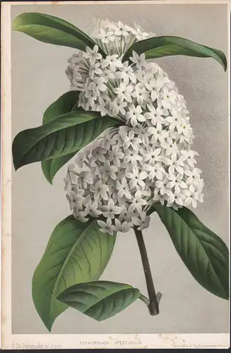 Toxicophlaea Spectabilis - Africa flower Blume Blumen botanical Botanik Botany