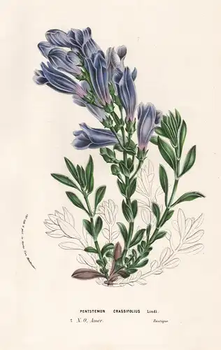 Pentstemon Crassifolius - North America Blume flower flowers Blumen Botanik botanical botany