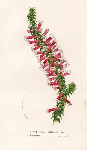 Epacris Autumnalis -  England Blume flower flowers Blumen Botanik botanical botany